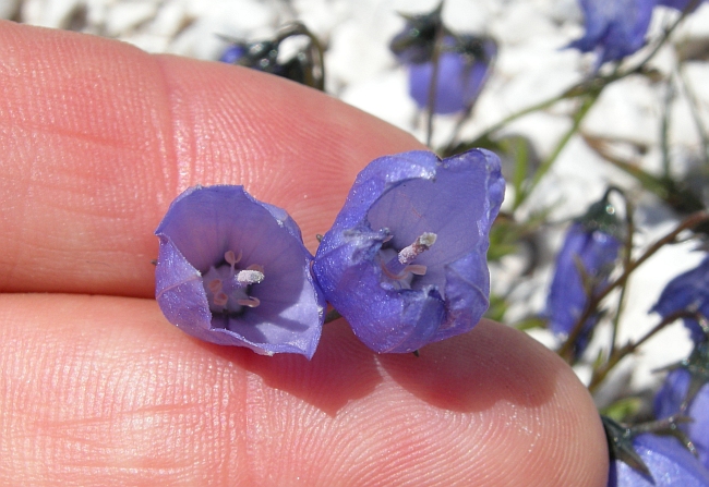 Campanula cochleariifolia